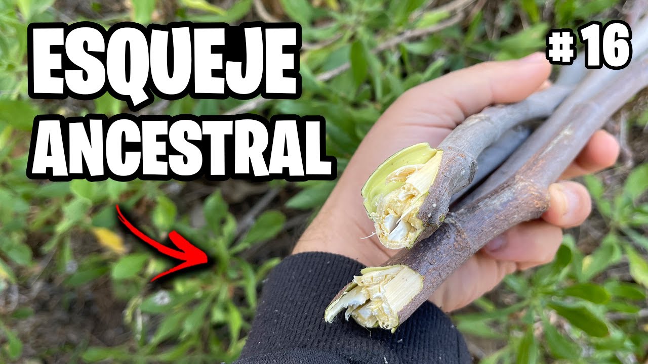 ESQUEJES de HIGUERA ANCESTRALES!! 🌿 Paso a Paso + Como Abonar Frutales Vlog #16 | La Huerta de Ivan