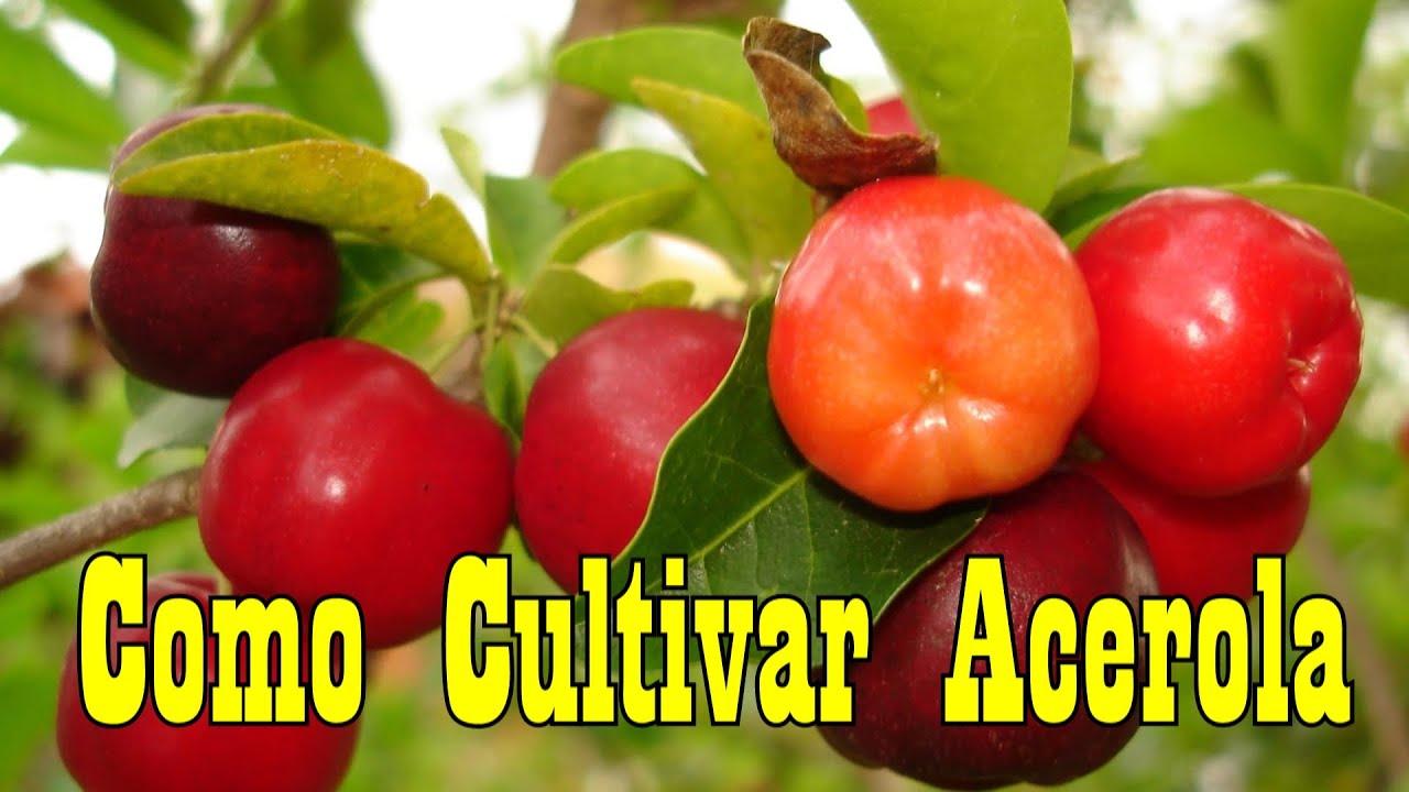 Como Cultivar Acerola