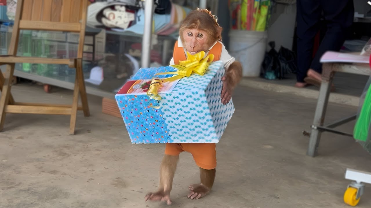 Touching story! Cutis harvesting fruits sell buy Christmas gifts sent for dad