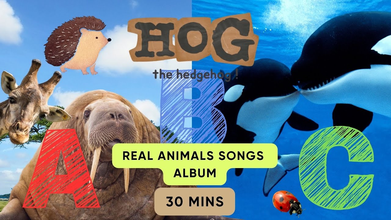 ABC Real Animals Song Album | 30 mins | 500+ animals | Learn #abcd  #english  and #animals for #kids