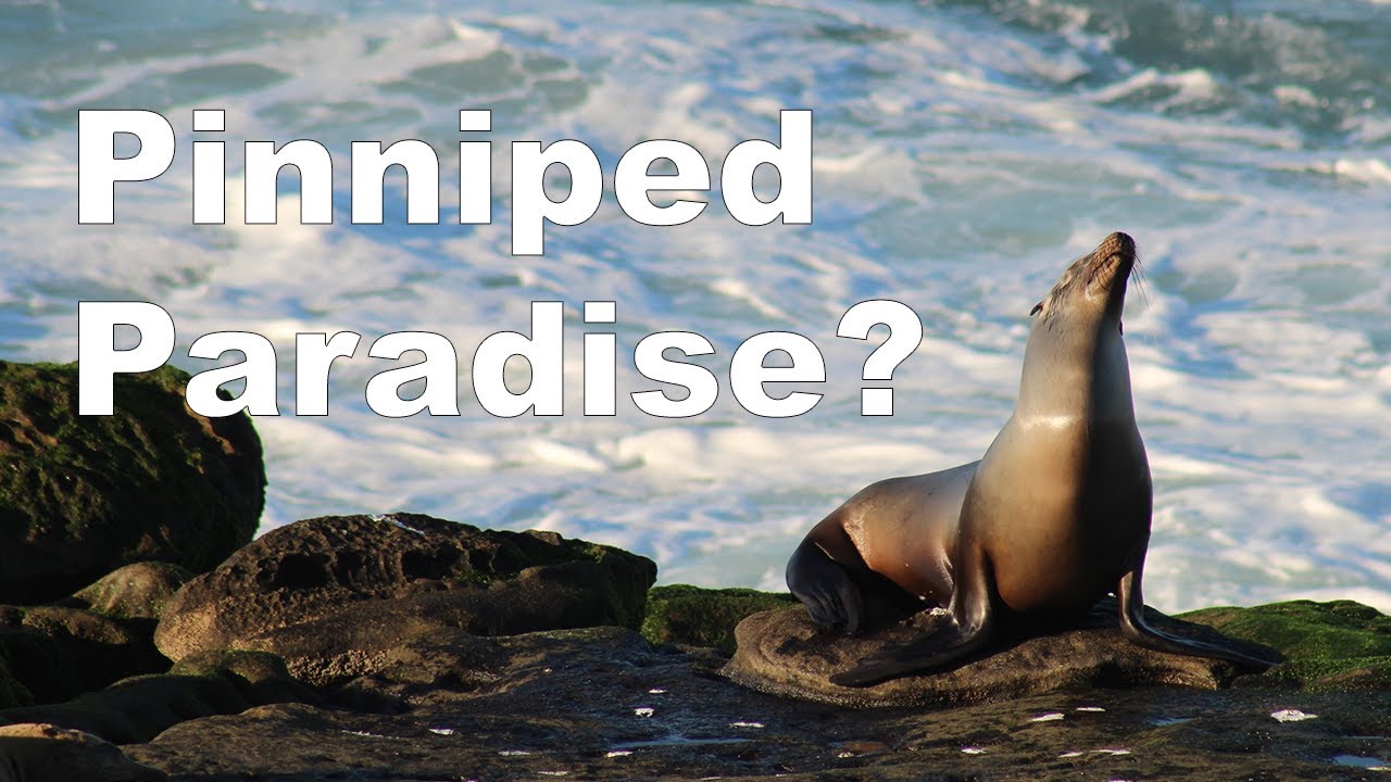 Why Do Sea Lions LOVE La Jolla Cove?