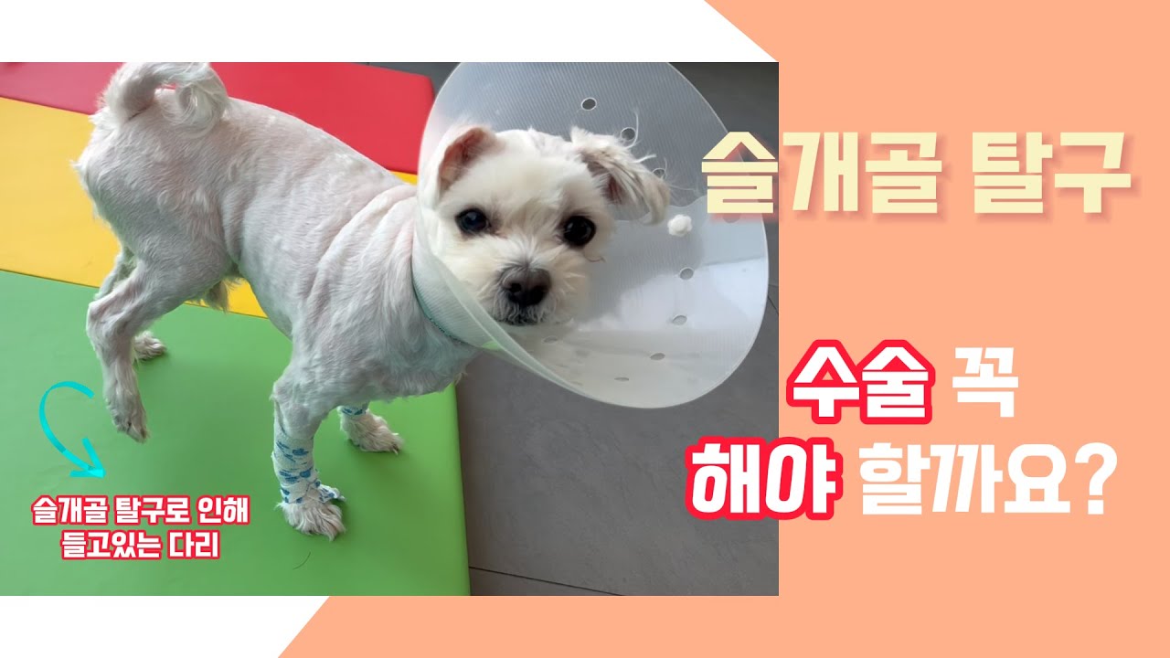 [슬개골 탈구]💥댕댕의 적💥강아지 슬개골 탈구 수술 꼭 해야 하나요❓🐾