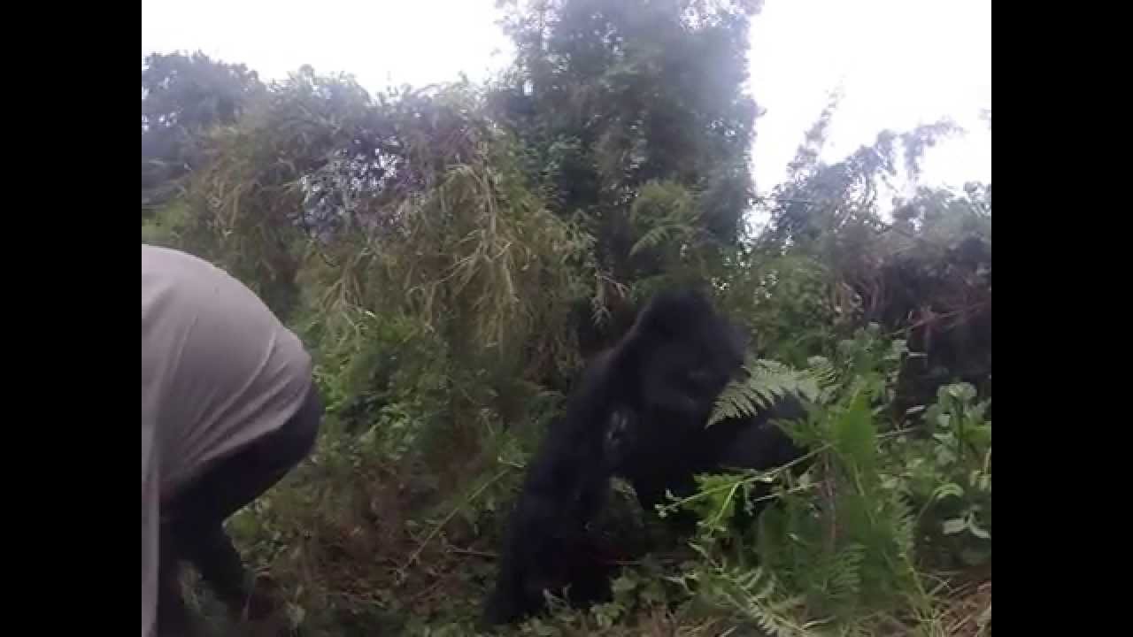 Gorilla Tug - Sabyinyo Silverback Lodge