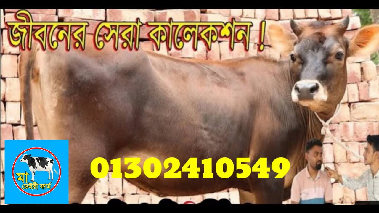 বাঘাবাড়ী মিল্কভিটার ১০০% জার্সি ৪৫ দিনের প্রেগন্যান্ট বকনা বিক্রি করা হবে। মোবাঃ০১৩০২৪১০৫৪৯