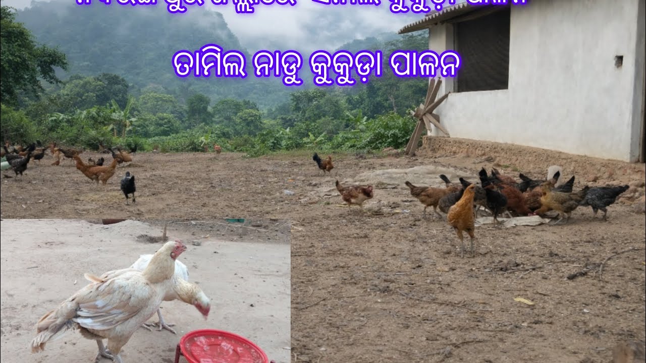 ନବରଙ୍ଗପୁର ଜିଲ୍ଲାରେ ସନାଲି କୁକୁଡ଼ା ପାଳନ | Nabarangapuria jila re Desi Tamil nadu murgi palan odisha 