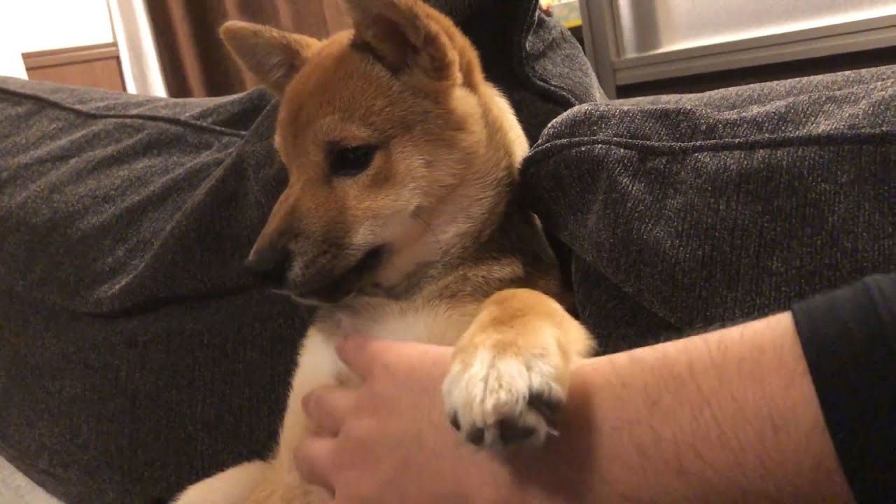 柴犬（豆柴）みかん｜やきもちを焼く甘えん坊な子犬