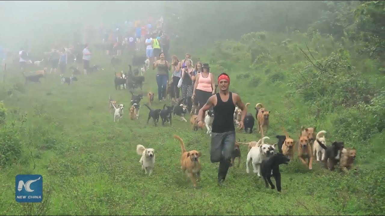 Sanctuary takes care of 800 stray dogs for adoption in deep mountains of Costa Rica