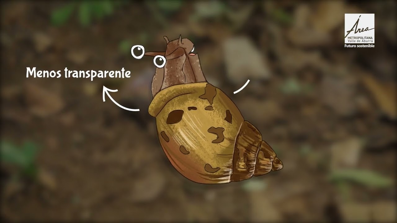 Aprendamos sobre los caracoles invasores