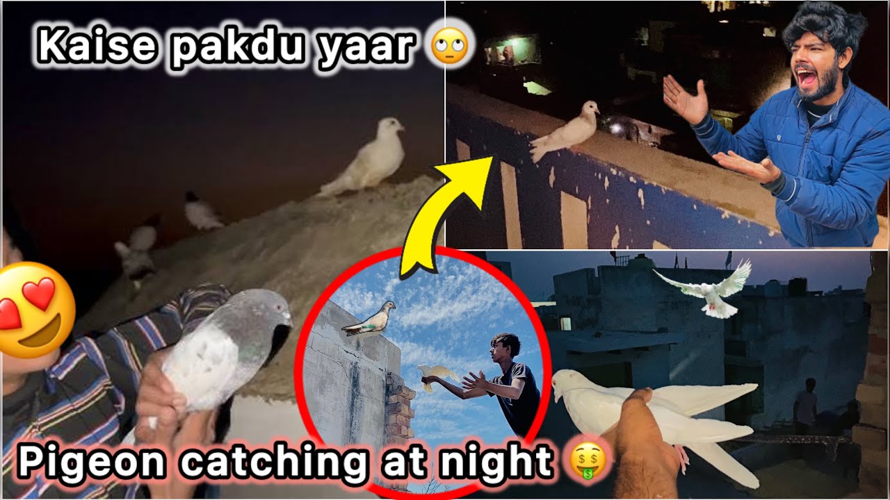Raat ko pakdne lge safed kabutr 🤑 || Try to catch pigeon at night 🕊️