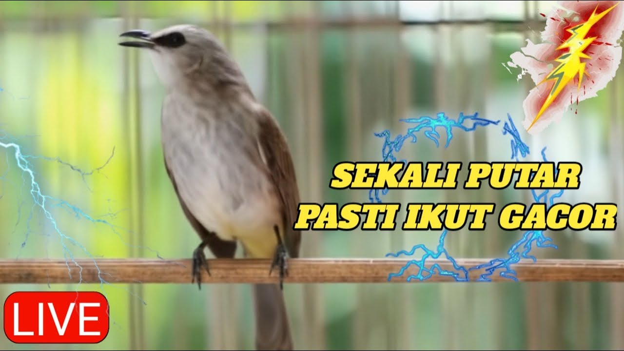 TRUCUKAN ROPEL PANJANG UNTUK PANCINGAN TRUCUK BAHAN AGAR MAU BUNYI