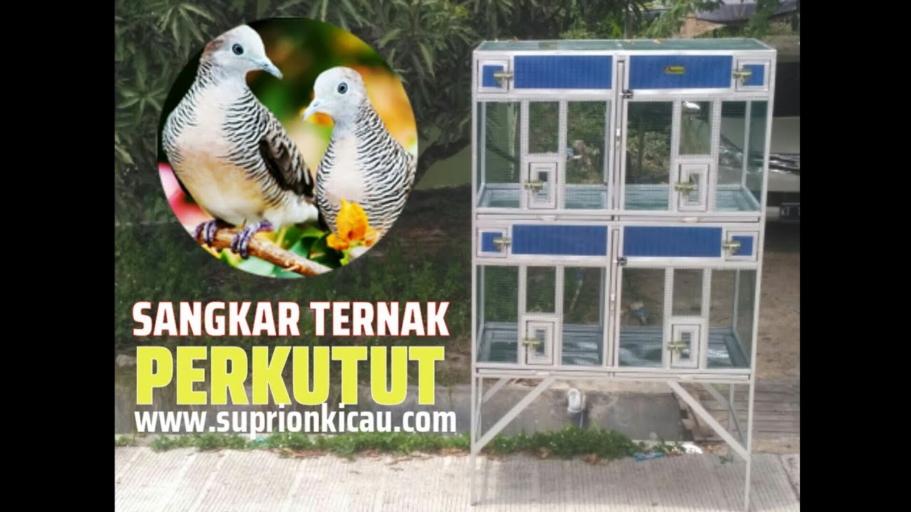 Sangkar Ternak Perkutut 4 Kotak Pakai Sekat