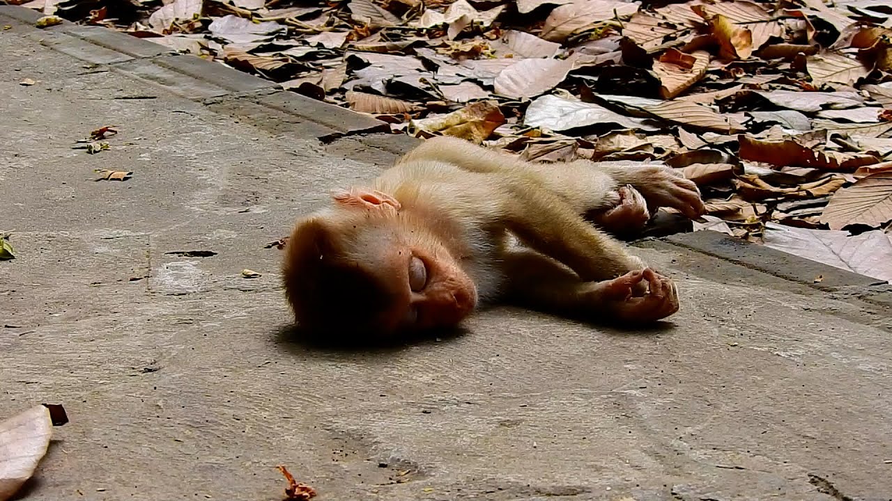poor little baby monkey