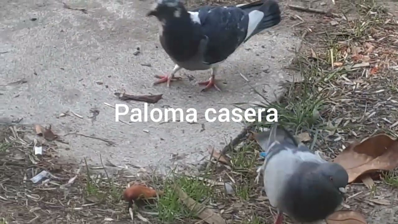 Aves urbanas de Neuquén