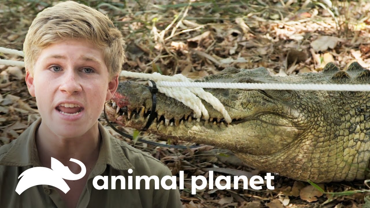 ¡Robert aprende a capturar un cocodrilo! | Los Irwin | Animal Planet