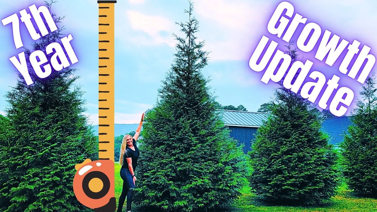 Обновление данных за 7 лет роста деревьев туи Green Giant Arborvitae | 2025