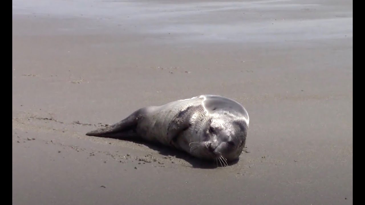 Captain Rick's Adventure's: A Visit to the Seacoast Science Center.