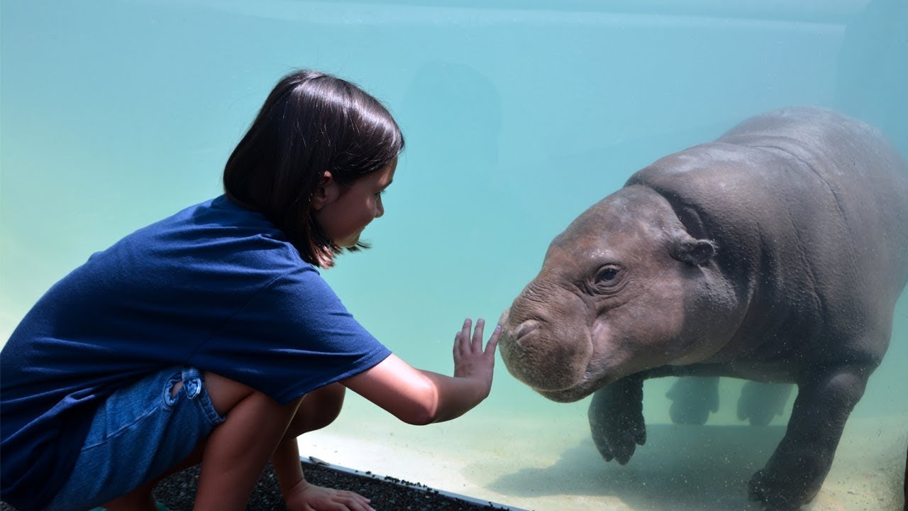 Pygmy Hippo Exhibit Now Open