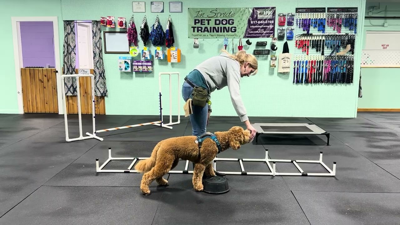 Bernie - Why Exposure to Novelty is so Important for your Pup! 