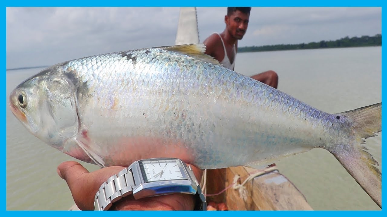 Amazing Fast Hilsa Fishing Skill (PART 23) - Catching Hilsa Fish Big on the Sea