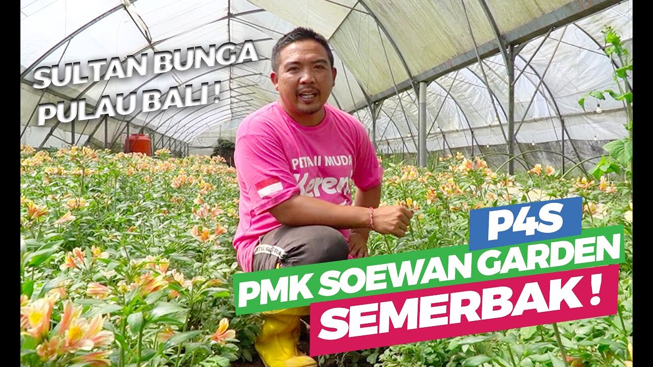 SULTAN BUNGA BALI ! P4S PMK Soewan Garden - Budidaya Bunga Potong / Florikultura & Camping Ground
