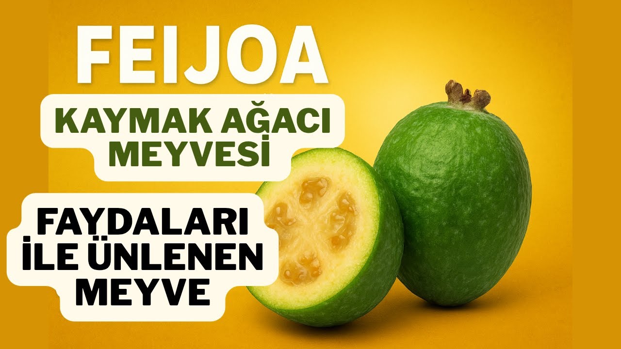 FEİJOA MEYVESİ NEDEN BU KADAR DEĞERLİ/FEİJOA NEDEN SÜPER MEYVE/FEİJOA MEYVESİNİN FAYDALARI NELERDİR