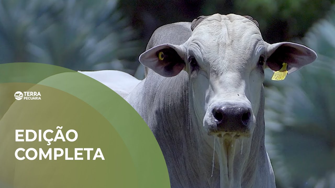 TERRA PECUÁRIA - EDIÇÃO COMPLETA 30/11