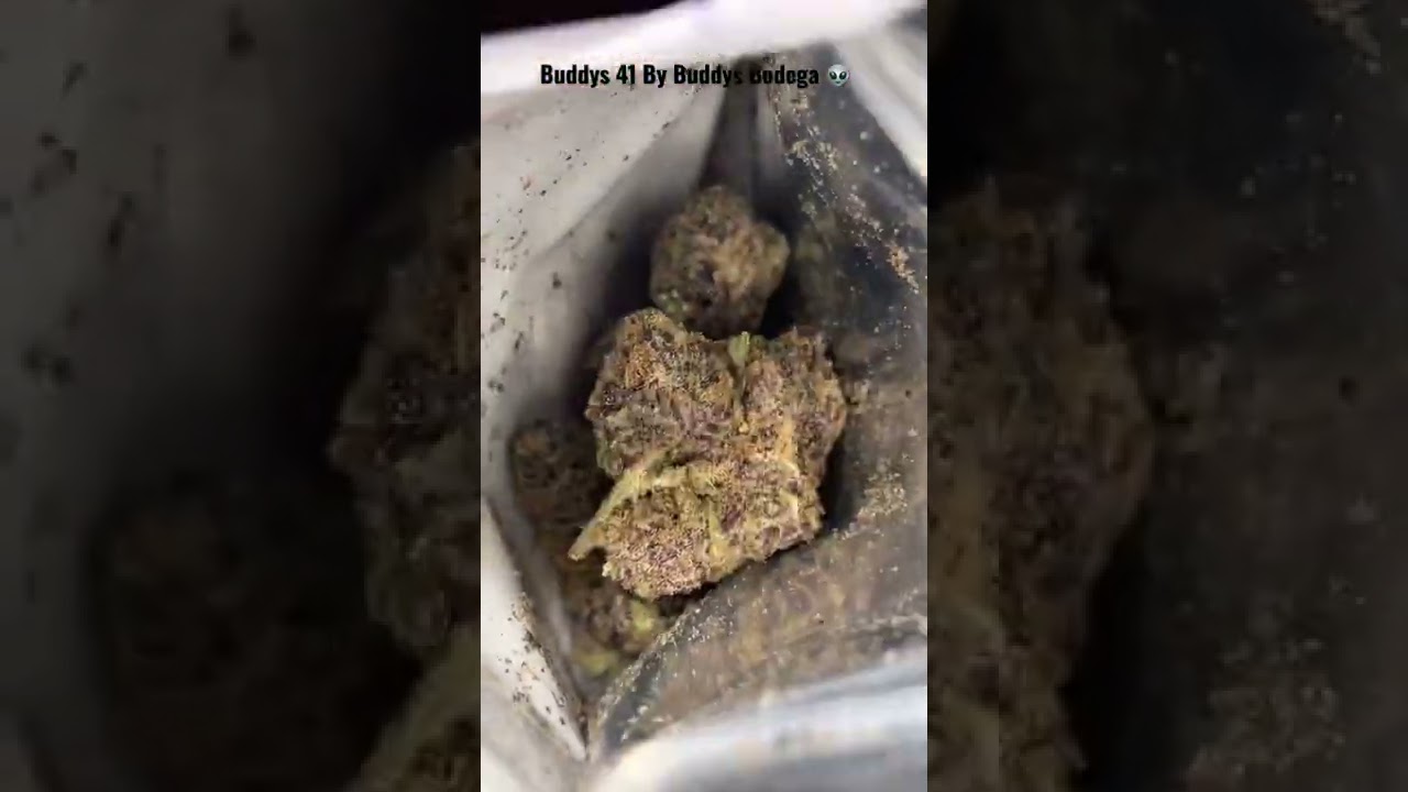 Buddys 41 By Buddys Bodega 👽