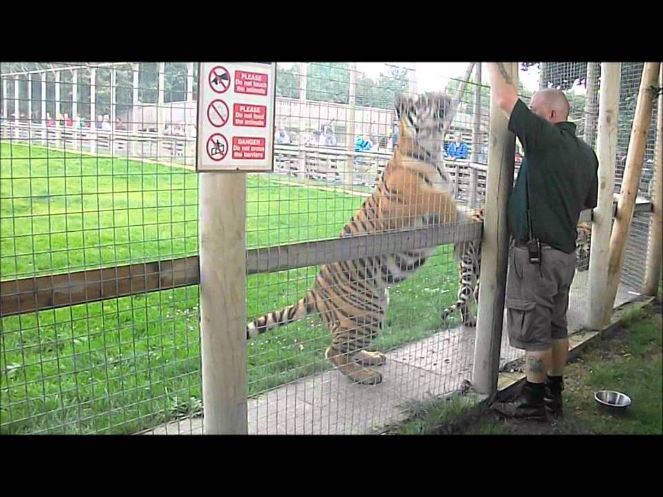 Tigers Snack Time @ Wingham Wildlife Park.