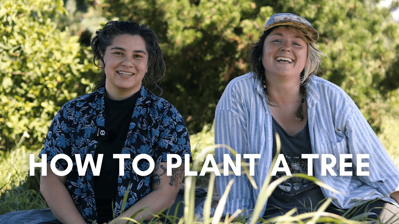 How to Plant a Tree | Tree Care