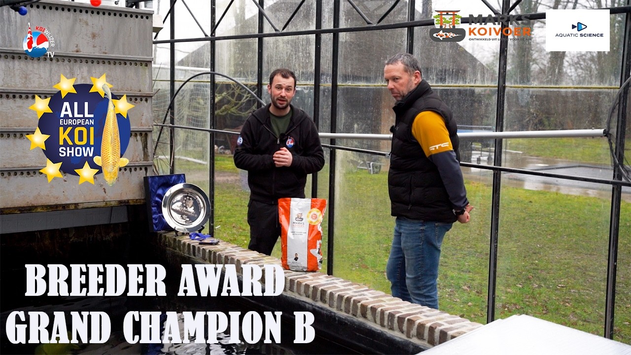 Op bezoek bij Paul de Kort: karashigoi van 102cm pakt Breeder Grand Champion B!