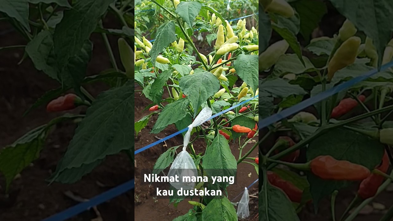 karna usaha tidak akan menghianati hasil #cabaiori #cabai #cabairawit