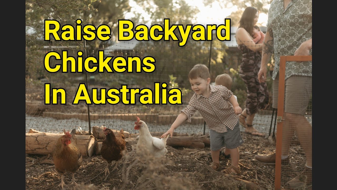 Raising Backyard Chickens in Australia