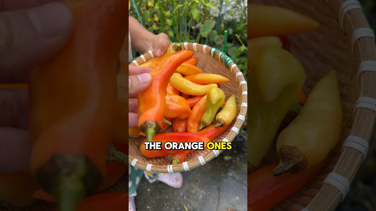 Harvesting our over ripened banana peppers 🌶️ 🌶️🌶️ #bananapeppers #peppers