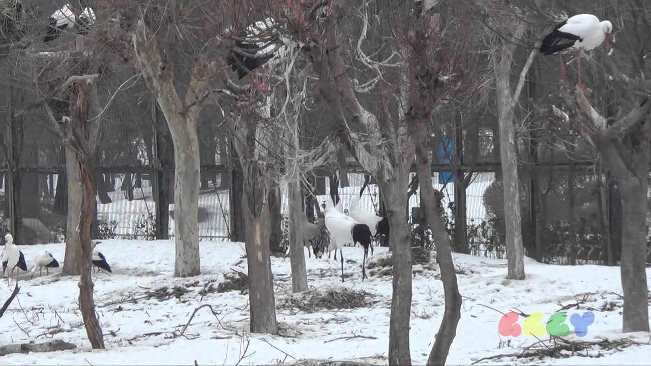 두루미 소리 ( Red-crowned Crane Sound )