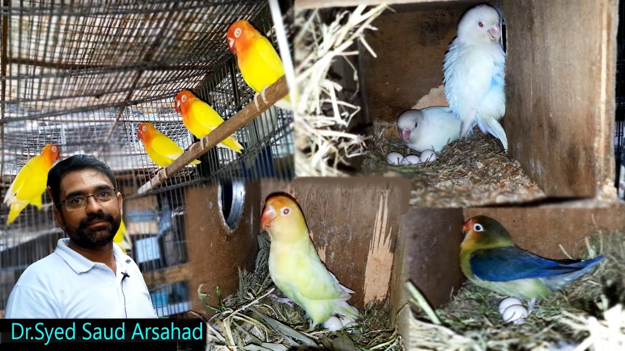 Lovebirds & Fishri Mutation Working & Breeding Progress