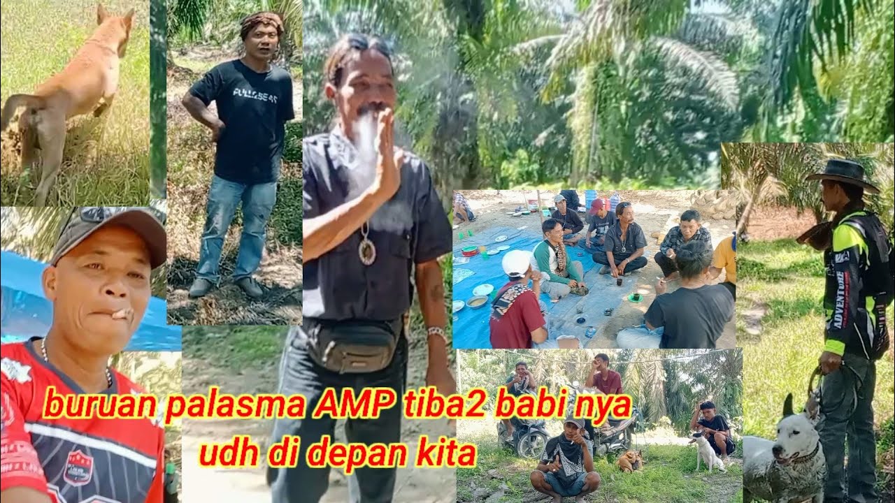 Porbi tapian kandi di palasma AMP  #agamsumatrabaratsumbar#berburuhamababihutan