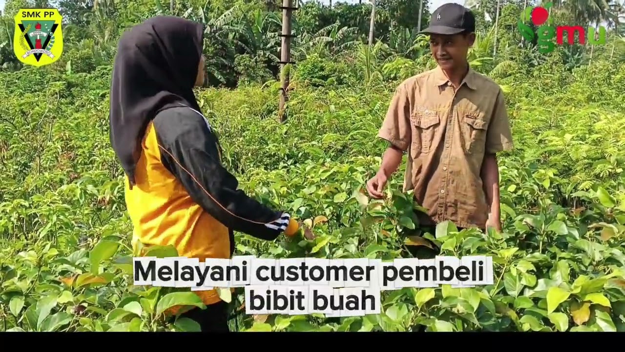 kegiatan selama melaksanakan PKL di GMU BUAH TROPIS 