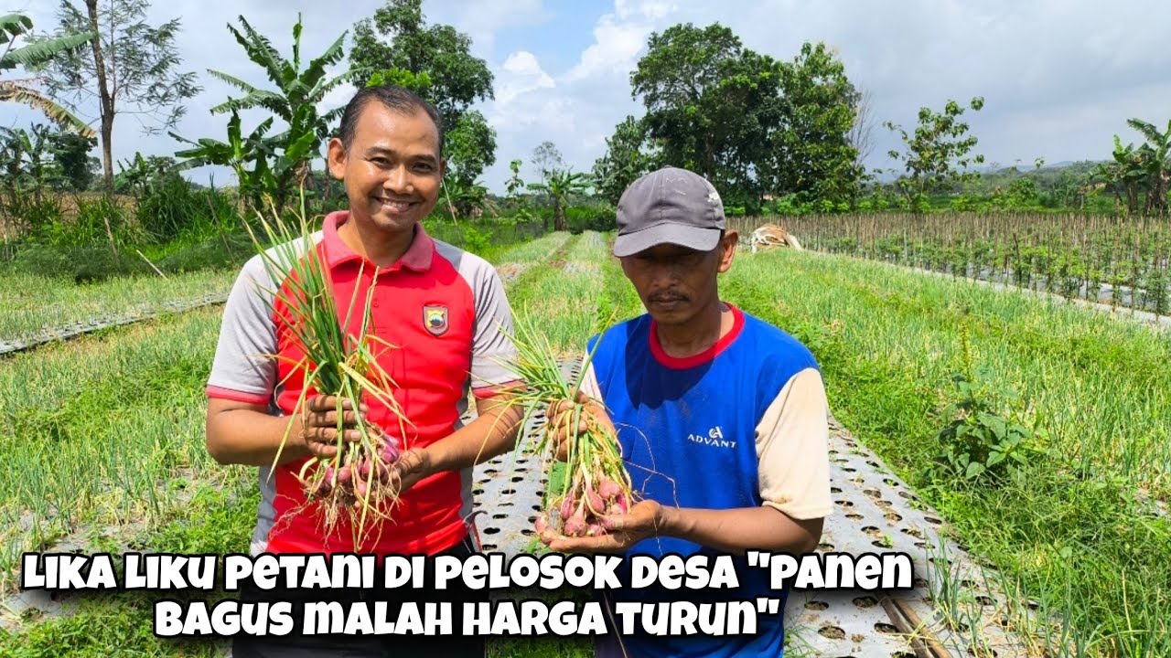Belajar Tanam Bawang Sistem Benih, Modal Kecil Panen Bisa Lebih Besar 
