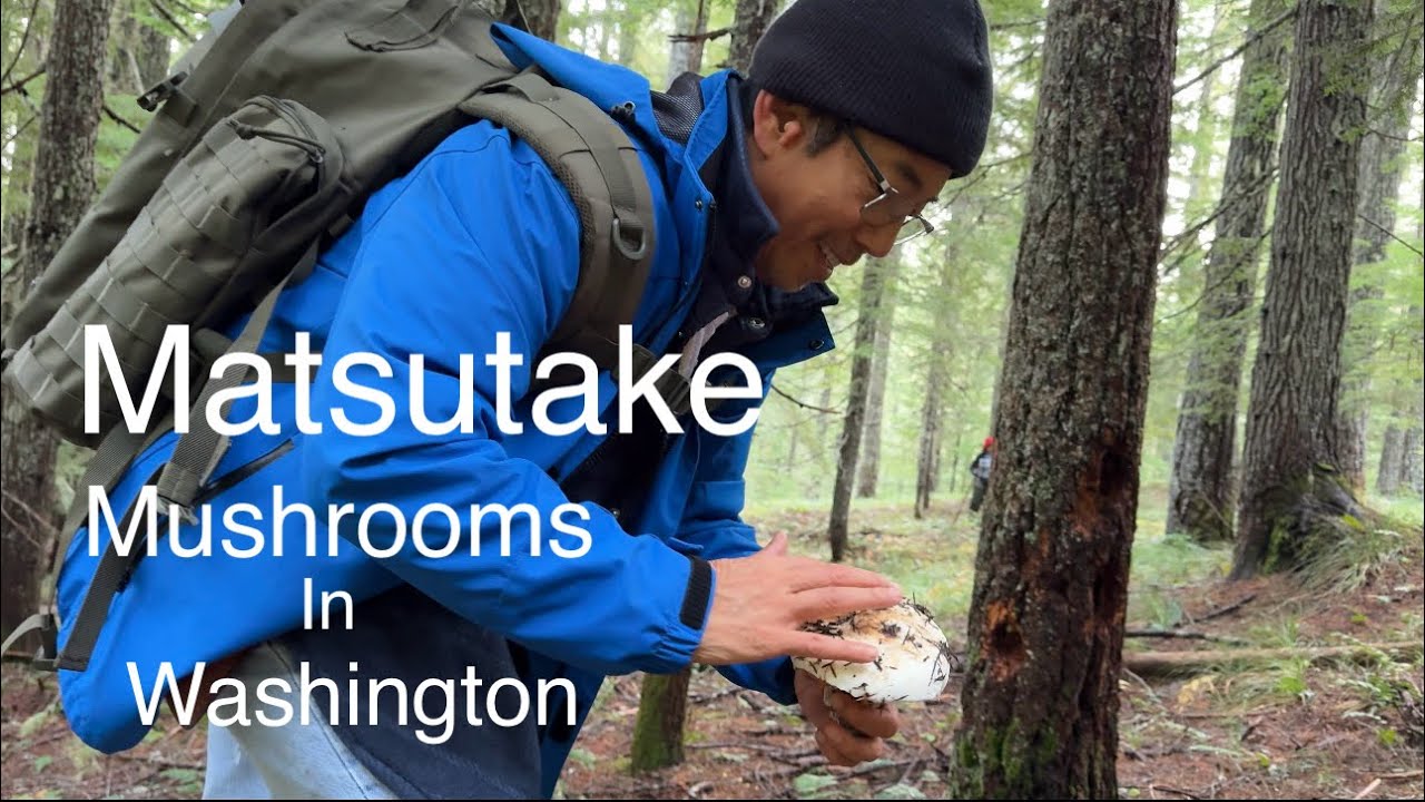 Mushrooms Foraging in Washington 