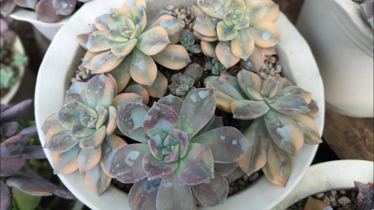Unti unti matatapos din to!.||• Fixing My Neglected Plants