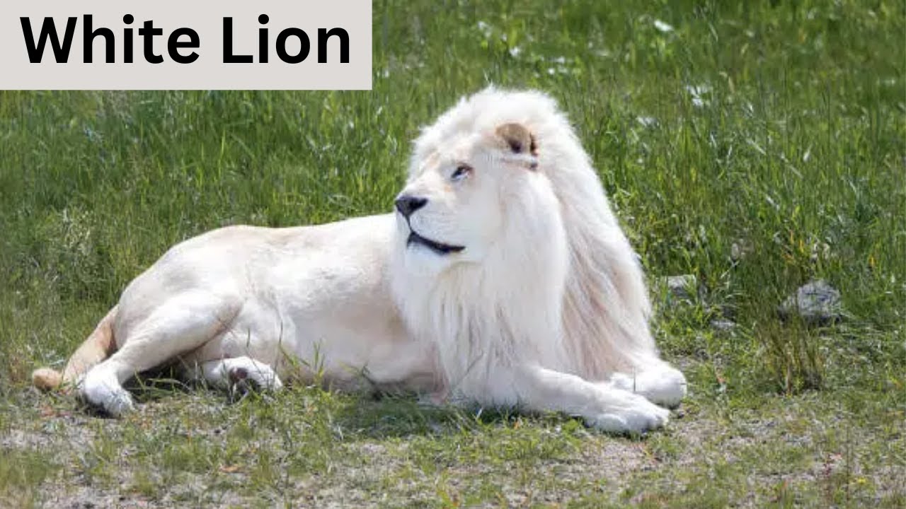 White Lion - Beautiful Lion - 101 Facts - Power - Speed #lion #viralvideo
