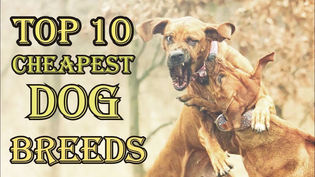 Top 10 Cheapest Dog Breeds In The World