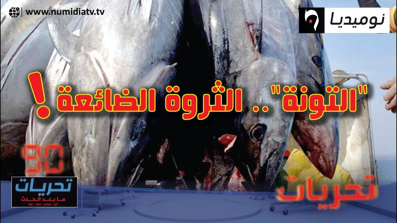 ربورتاج حول سمك التونة في الجزائر.. الثروة الضائعة!