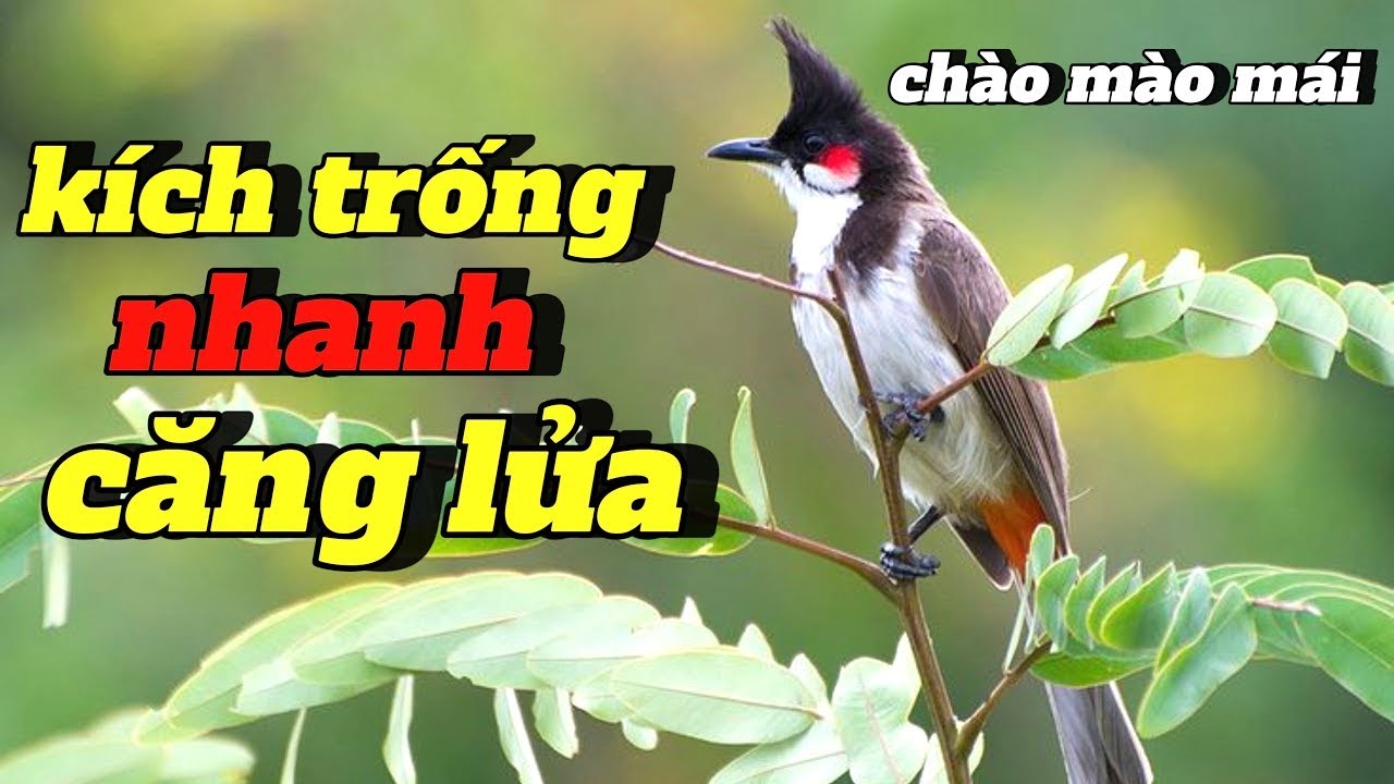 Chào mào kich trống kích bổi nhanh căng lửa