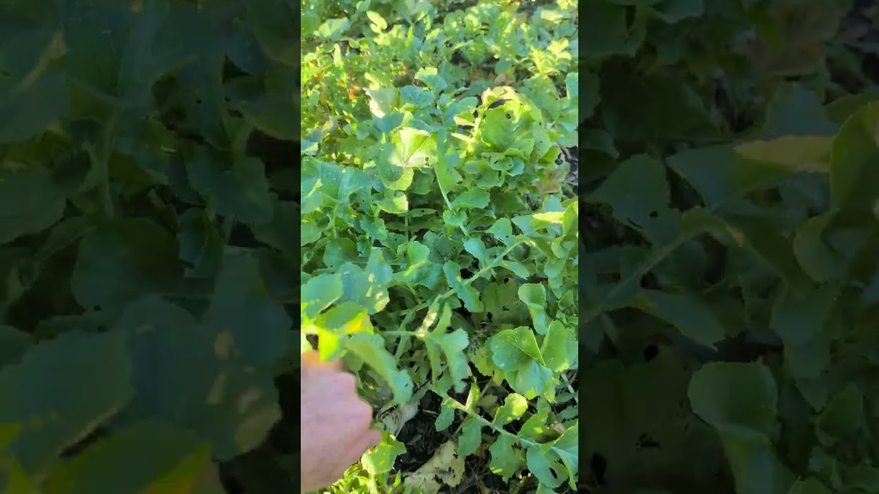 Un breve giretto a Ortoforesta