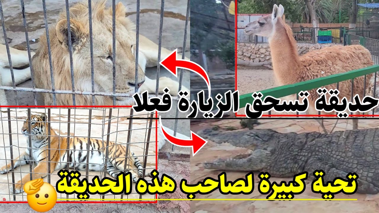 حديقة الحيوانات وهران : كل الاحترام و التقدير لصاحب الحديقة ( ZOO ) 😱🫡حيوانات تجذب الزوار من كل مكان