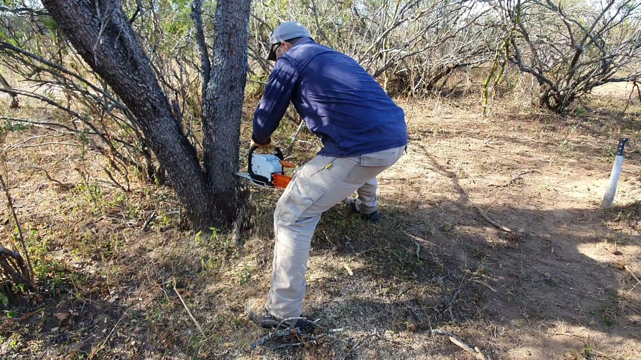 Como cortar un Algarrobo