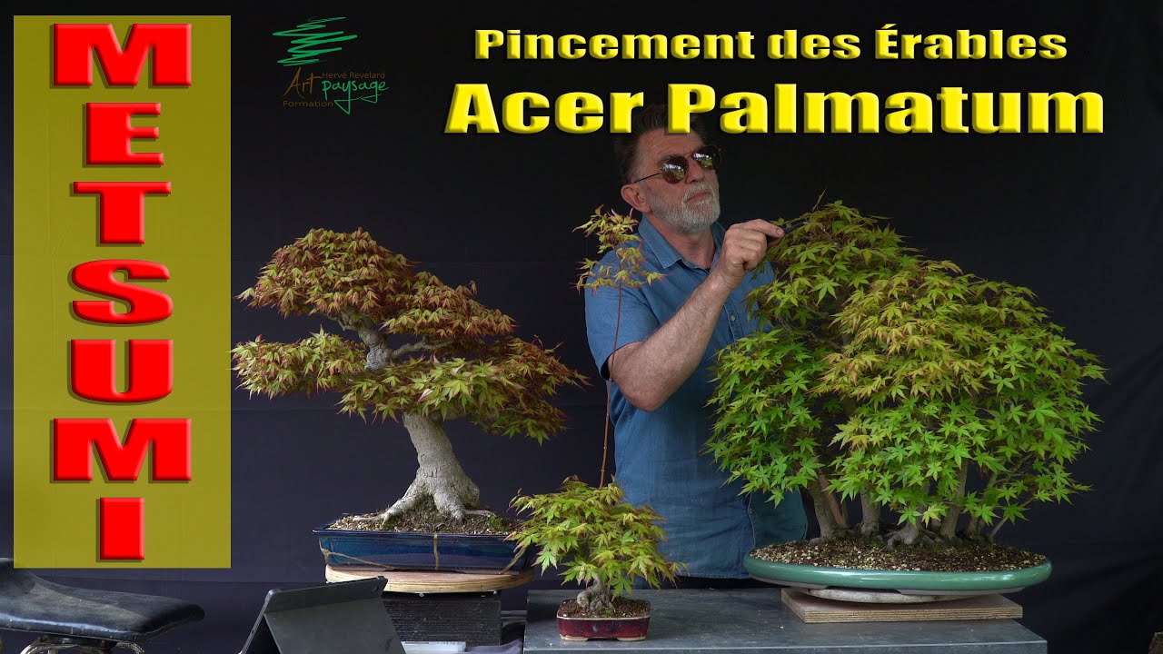 Le Metsumi sur Acer Palmatum, Pincement des Érables du Japon #bonsaï