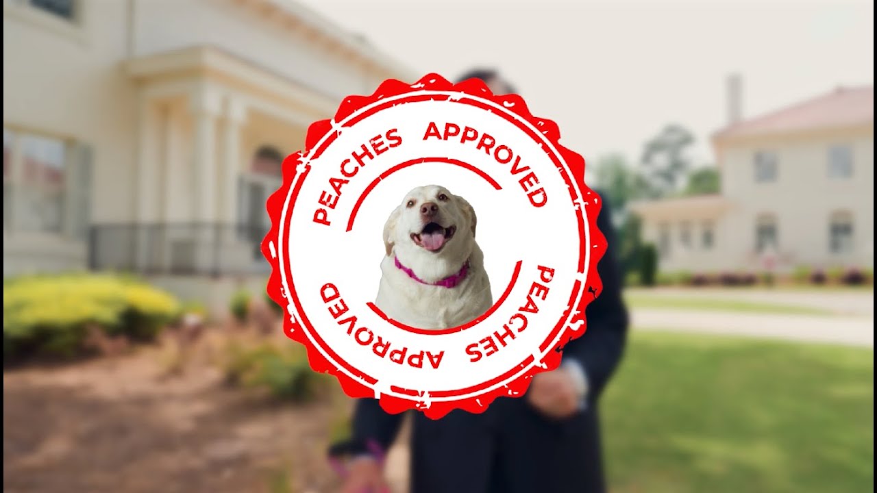 Experienced Georgia Dog Bite Lawyer | Zagoria Law Firm