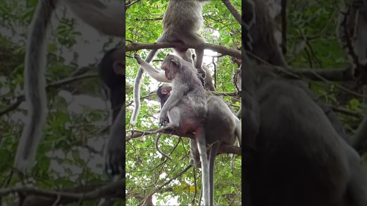 communication methods utilized by wild monkey families, including vocalizations, body language.